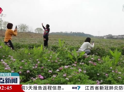 宜春万载：紫云英花开似紫霞