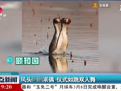 颐和园：凤头䴙䴘求偶 仪式如跳双人舞