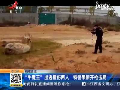 福建晋江：“牛魔王”出逃撞伤两人 特警果断开枪击毙