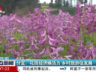 分宜：花田经济焕活力 乡村旅游促发展