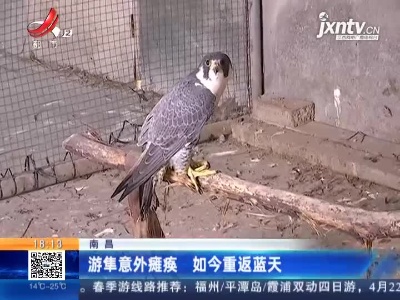 南昌：游隼意外瘫痪 如今重返蓝天