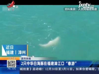 2只中华白海豚在福建漳江口“春游”