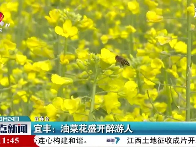 宜丰：油菜花盛开醉游人