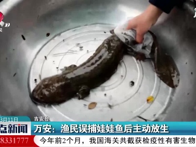 万安：渔民误捕娃娃鱼后主动放生