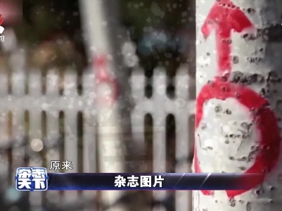 山东：为治理飘絮 杨树性别符号