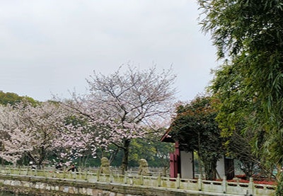 约起赏花吧！九江甘棠公园樱花正在陆续绽放！