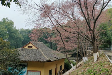 九江方竹寺樱花凋零留下满地残红