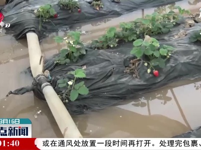 奉新：暴雨突袭  果农自救