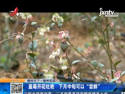 【赣闻天下】赣州安远：蓝莓开花吐艳 4月中旬可以“尝鲜”