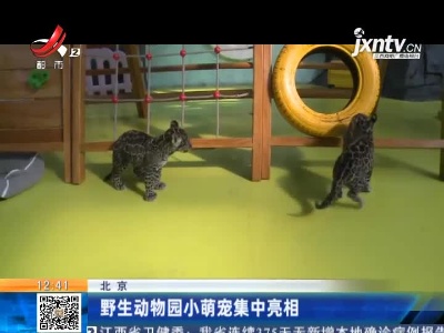 北京：野生动物园小萌宠集中亮相