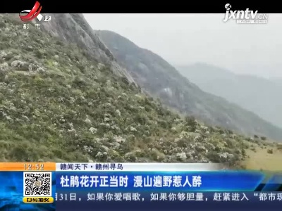 【赣闻天下】赣州寻乌：杜鹃花开正当时 漫山遍野惹人醉