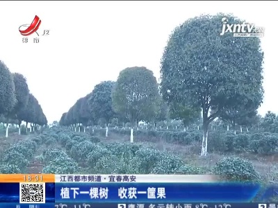 【江西都市频道】宜春高安：植下一棵树 收获一筐果