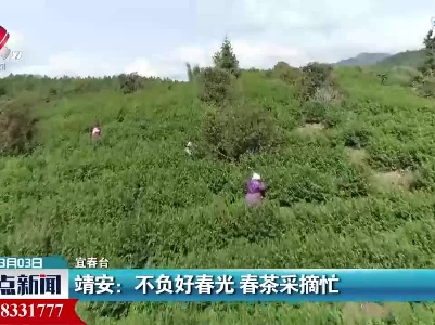 宜春靖安：不负好春光 春茶采摘忙