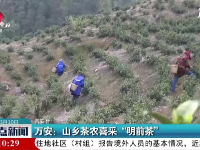 万安：山乡茶农喜采“明前茶”