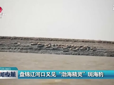 盘锦辽河口又见“渤海精灵”斑海豹