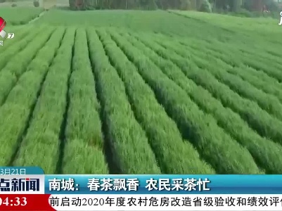 南城：春茶飘香 农民采茶忙