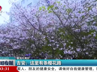 【春光无限好】吉安：这里有条樱花路