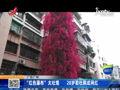 广东广州：“红色瀑布”太壮观 28岁勒杜鹃成网红