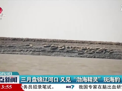 三月盘锦辽河口 又见“渤海精灵”斑海豹