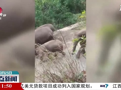 云南宁洱：17头野象进村搞破坏 当地加强监测预警