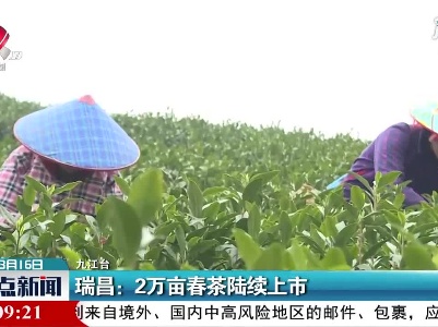 瑞昌：2万亩春茶陆续上市