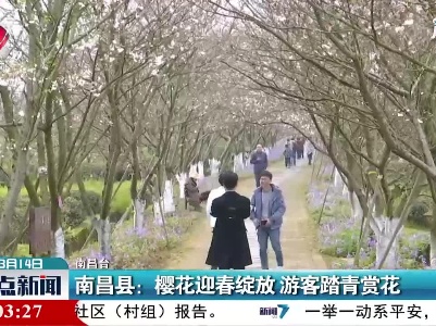 南昌县：樱花迎春绽放 游客踏青赏花