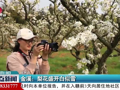 金溪：梨花盛开白似雪