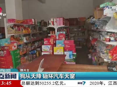 赣州：狗从天降 砸坏汽车天窗