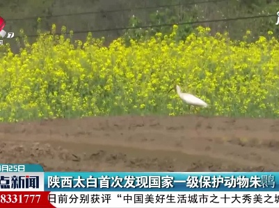 陕西太白首次发现国家一级保护动物朱鹮