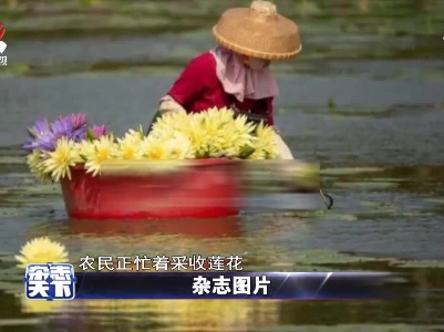 海南琼海农民正忙着采收莲花