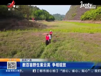 抚州广昌：数百亩野生紫云英 争相绽放