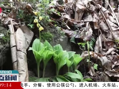 江西九岭山自然保护区首次发现濒危野生大黄花虾脊兰