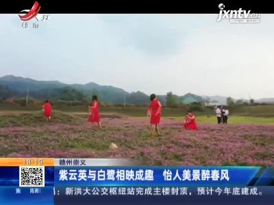 赣州崇义：紫云英与白鹭相映成趣 怡人美景醉春风