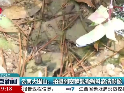 云南大围山：拍摄到密棘髭蟾蝌蚪高清影像