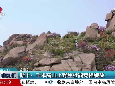 新干：千米高山上野生杜鹃竞相绽放