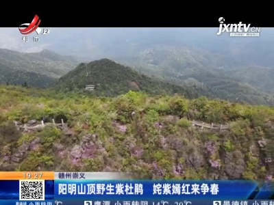 赣州崇义：阳明山顶野生紫杜鹃 姹紫嫣红来争春