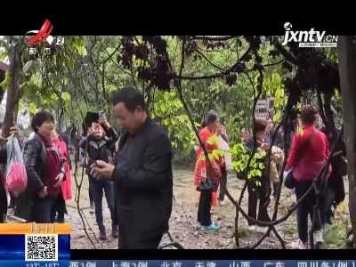 宜春：野生禾雀花盛放 “百雀”朝枝引人醉