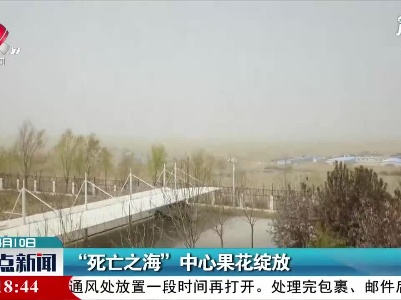 “死亡之海”中心果花绽放