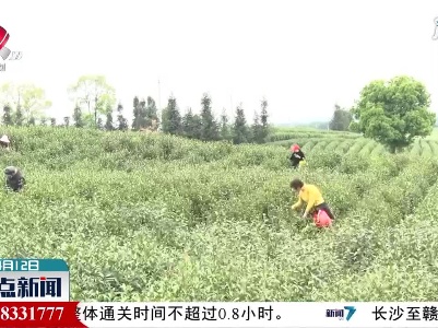 奉新：春茶采摘忙 体验欢乐多
