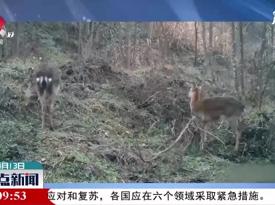 江西：红外相机拍到梅花鹿与野猪同框