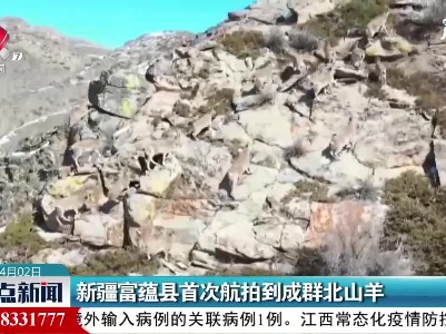 新疆富蕴县首次航拍到成群北山羊