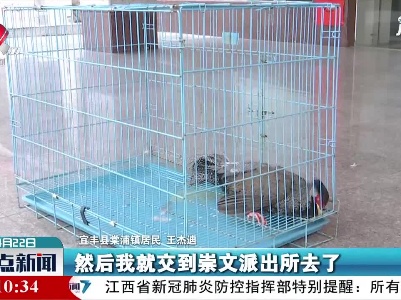宜丰：白鹇误入居民家中 保护人员放归自然