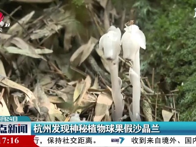 杭州发现神秘植物球果假沙晶兰