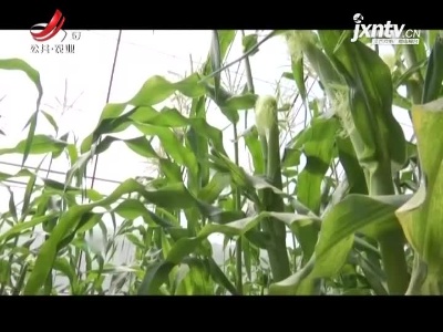 稻花香里20210416 乡村振兴看远方——“白雪公主”：可以生吃玉米！
