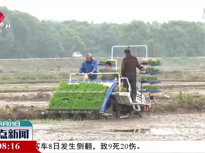奉新：春日早稻插秧忙