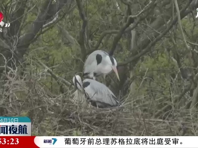 九江：鄱阳湖夏候鸟进入孵化期