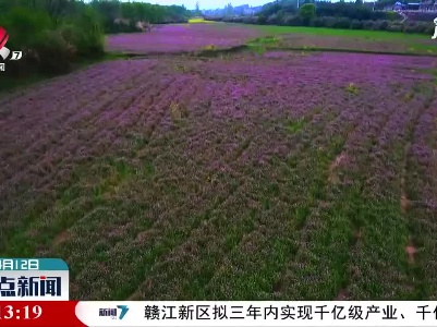 德安：紫云英竞相绽放 美若星海