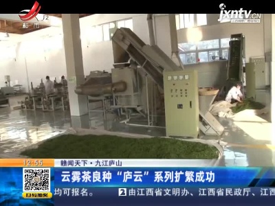【赣闻天下】九江庐山：云雾茶良种“庐云”系列扩繁成功