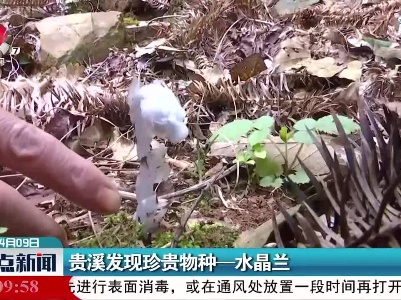 贵溪发现珍贵物种一水晶兰