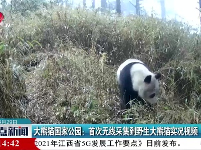 大熊猫国家公园：首次无线采集到野生大熊描实况视频